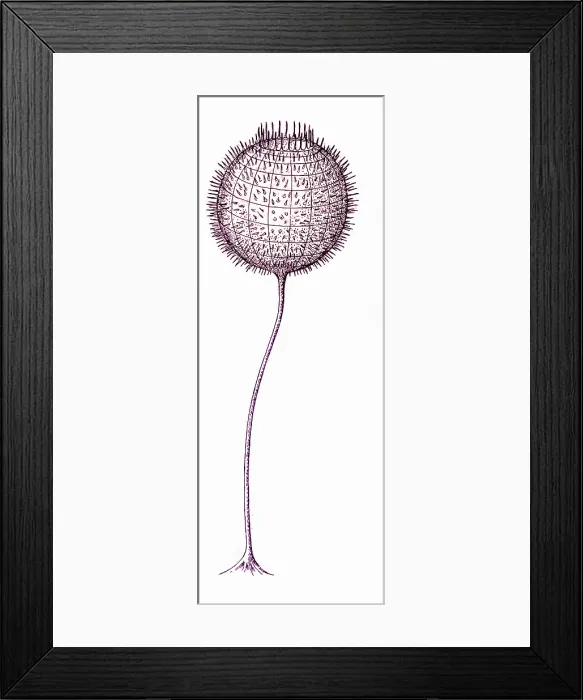 Framed Print : Cambrian Fauna Framed Print : Cambrian Fauna