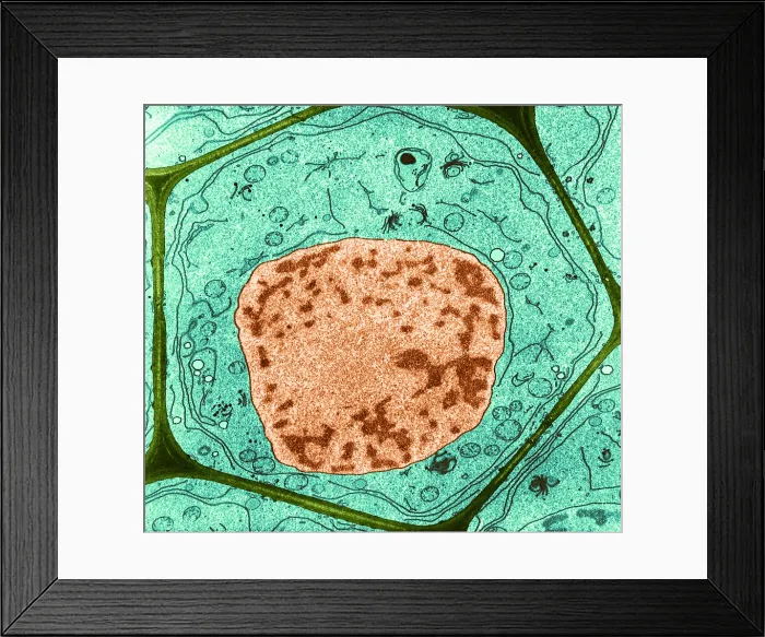 Framed Print : Typical Plant Cell, Root Tip, TEM Framed Print : Typical Plant Cell, Root Tip, TEM