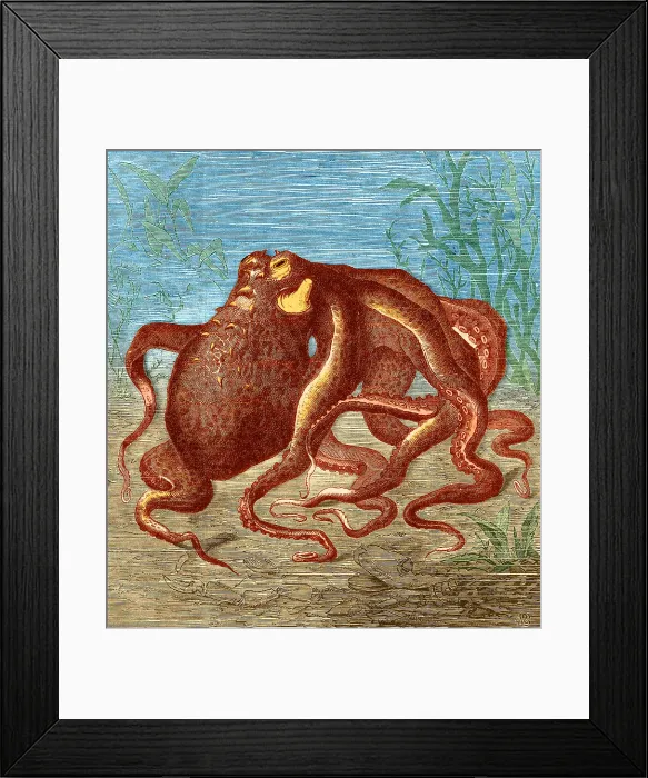 Framed Print : Octopus, 1873