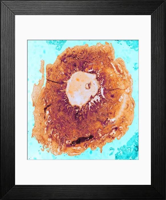 Framed Print : Human Reproduction, Ovum, TEM Framed Print : Human Reproduction, Ovum, TEM