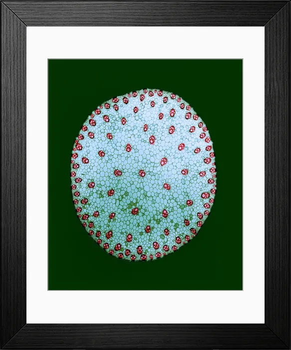 Framed Print : Stem of a Corn Plant, light micrograph Framed Print : Stem of a Corn Plant, light micrograph
