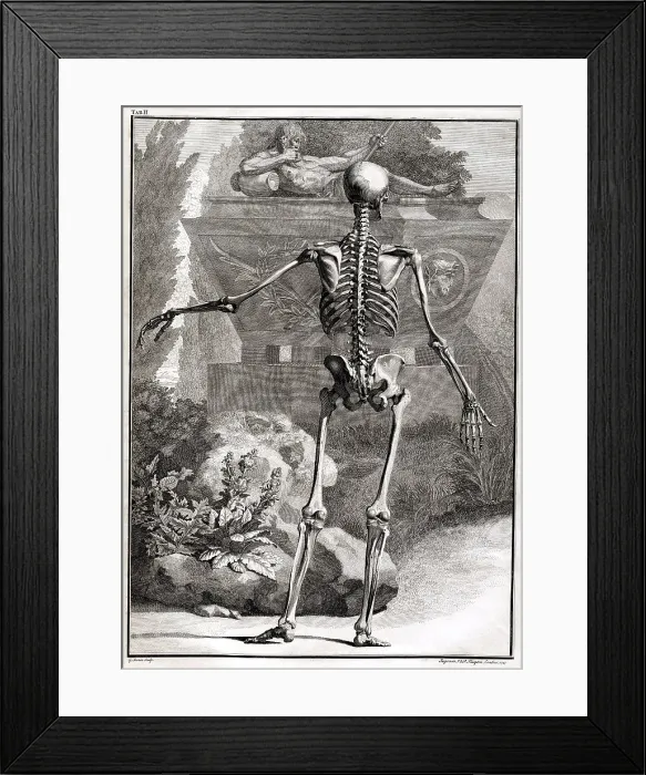 Framed Print : 18th Century Anatomical Engraving Framed Print : 18th Century Anatomical Engraving