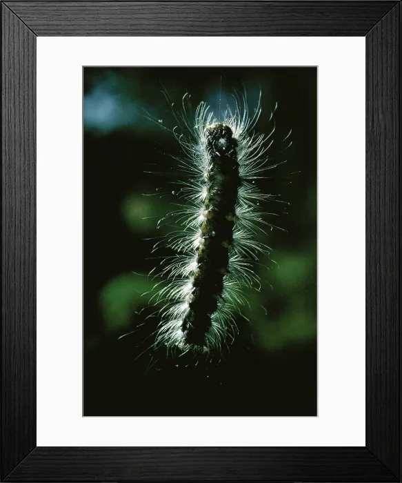 Framed Print : Gypsy Moth caterpillar