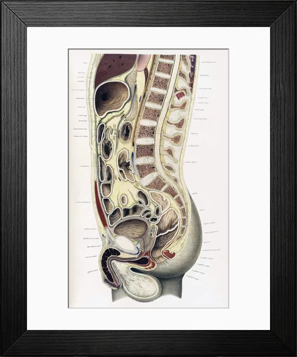 Framed Print : Topographisch-anatomischer, Braune, 1872