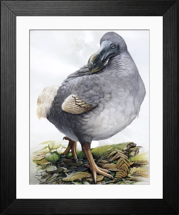 Framed Print : Raphus cucullatus, Dodo Bird, Extinct Framed Print : Raphus cucullatus, Dodo Bird, Extinct