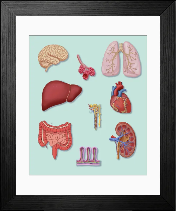 Framed Print : Organs with Delicate Vascular Systems Framed Print : Organs with Delicate Vascular Systems