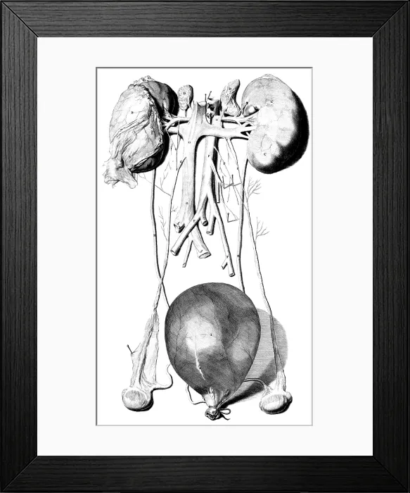 Framed Print : Anatomia humani corporis, Table 42, 1690 Framed Print : Anatomia humani corporis, Table 42, 1690