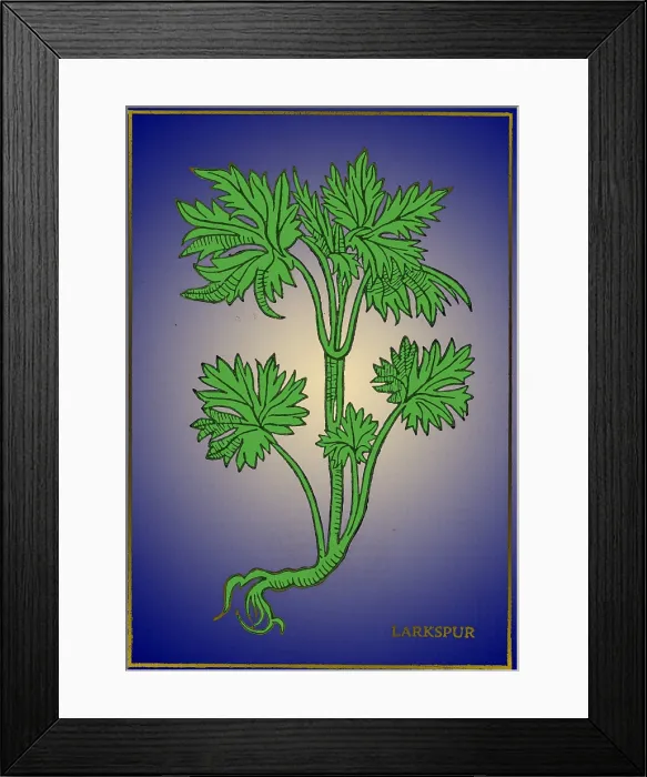 Framed Print : Larkspur, Alchemy Plant