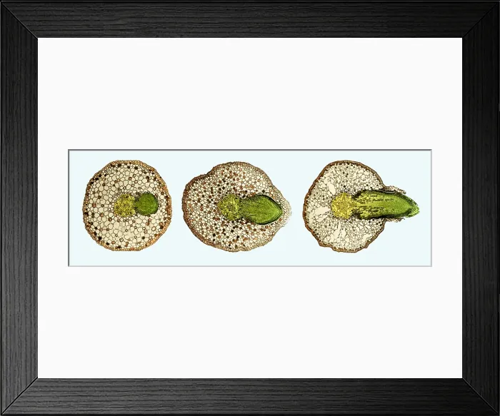 Framed Print : Willow Root Branch under a microscope