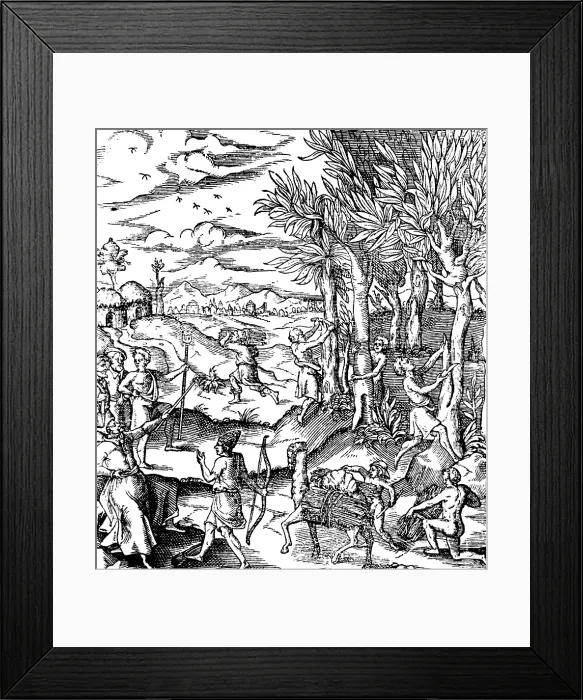 Framed Print : Gathering Cinnamon Bark In India, 1579