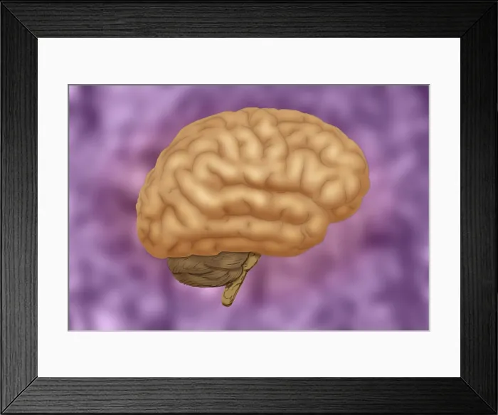Framed Print : Human Brain Framed Print : Human Brain