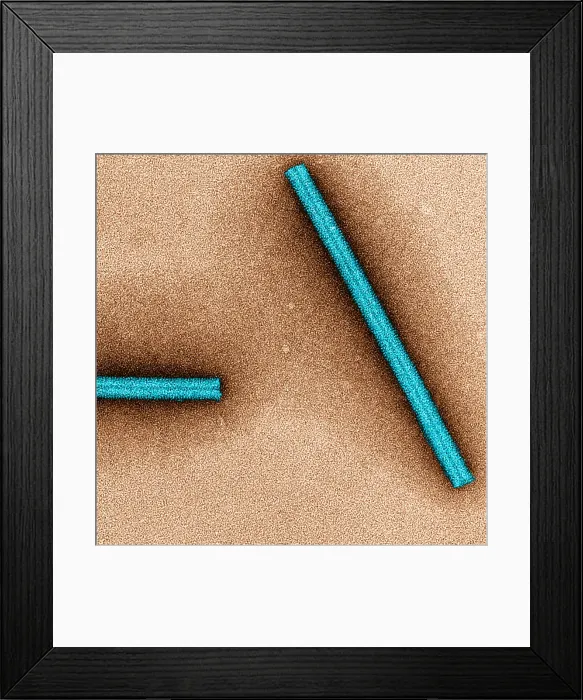 Framed Print : Tobacco mosaic Virus, TEM