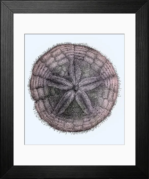 Framed Print : Sand Dollar, Echinoderm Framed Print : Sand Dollar, Echinoderm