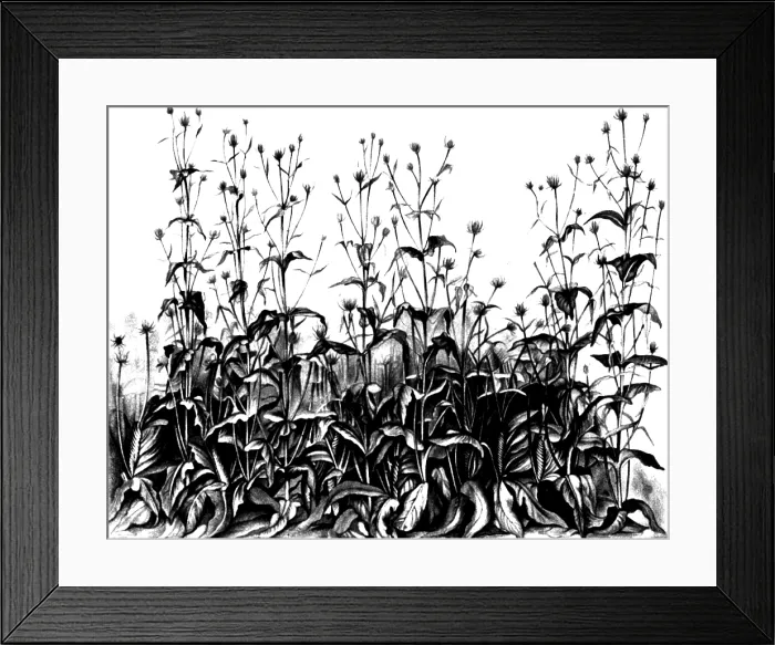 Framed Print : De Vries Experimental Garden Framed Print : De Vries Experimental Garden