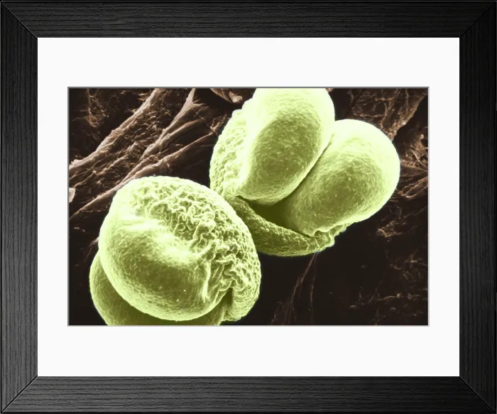 Framed Print : Pine Pollen, under a microscope (SEM)