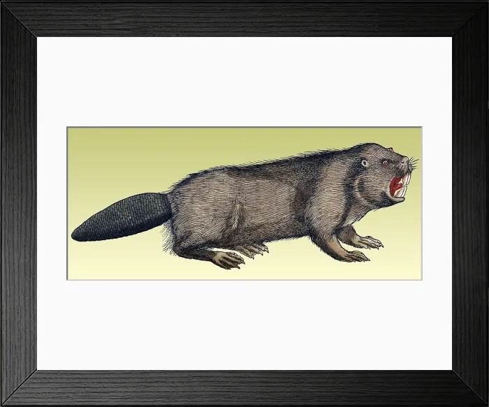 Framed Print : Gessner, Beaver, 16th Century