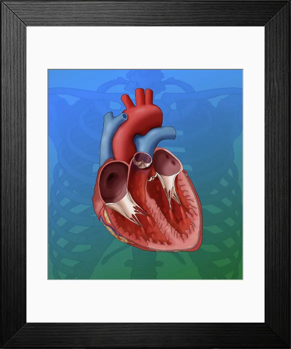 Framed Print : Heart Anatomy, Illustration