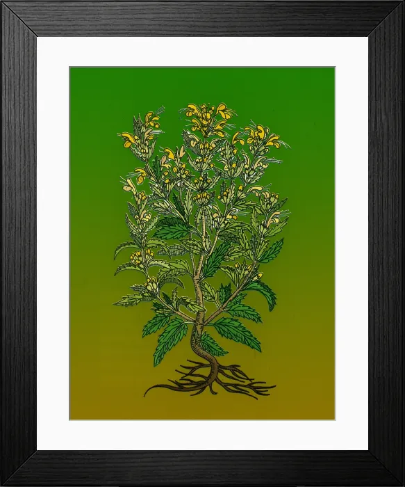 Framed Print : Turkey Balm Framed Print : Turkey Balm
