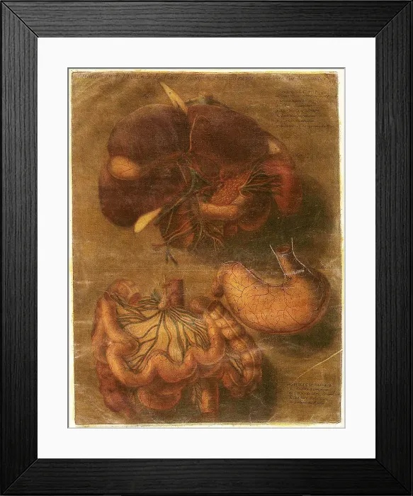 Framed Print : Anatomie Generale Des Visceres