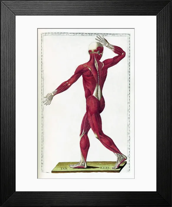 Framed Print : Eustachi, 'Tabulae anatomicae', 1783 Framed Print : Eustachi, 'Tabulae anatomicae', 1783