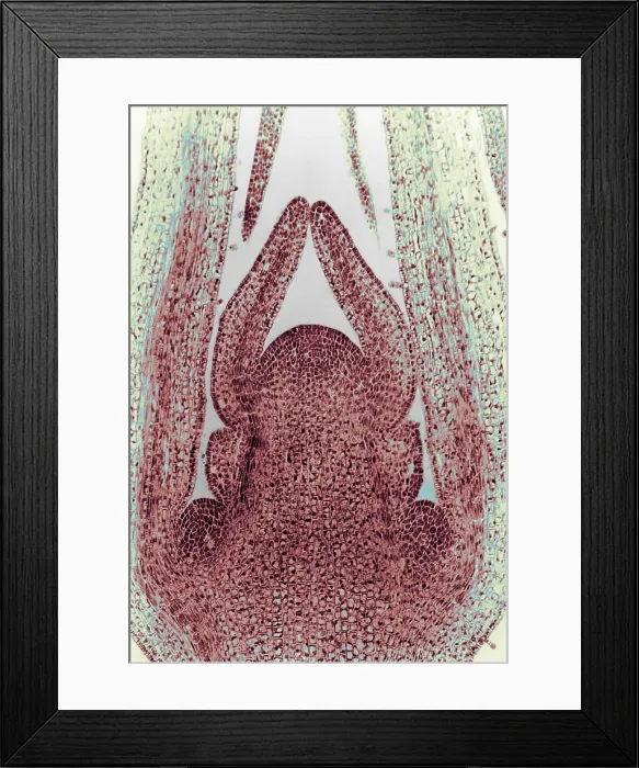 Framed Print : Honeysuckle Stem, light micrograph