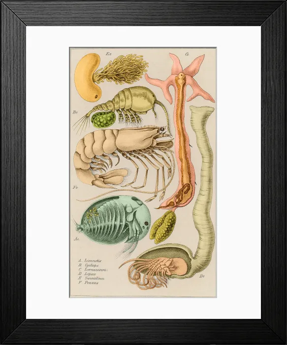 Framed Print : Marine Fauna