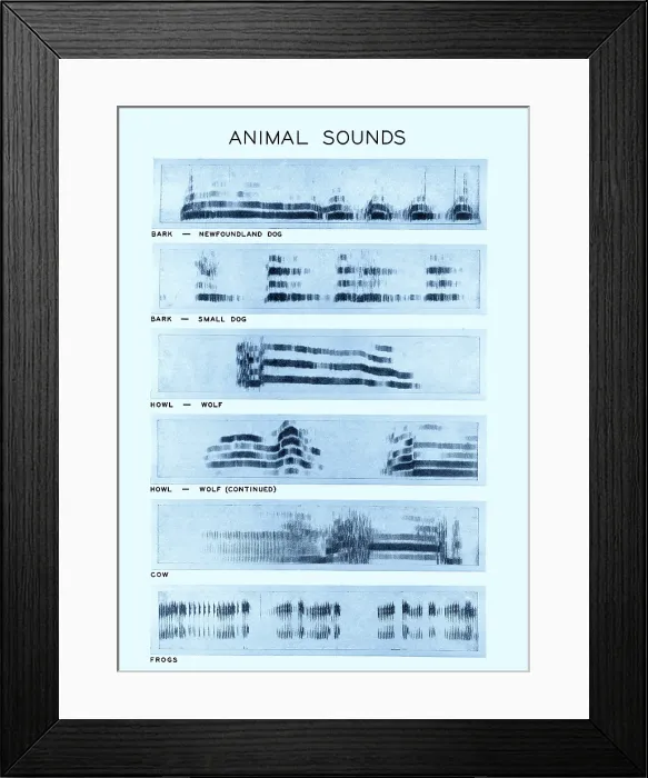 Framed Print : Spectrogram of Animal Sounds Framed Print : Spectrogram of Animal Sounds