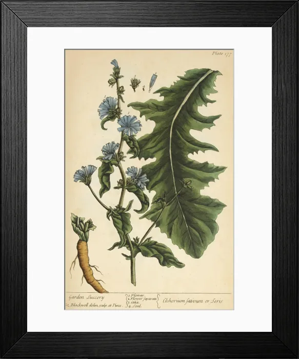 Framed Print : Chicory, Medicinal Plant, 1737 Framed Print : Chicory, Medicinal Plant, 1737