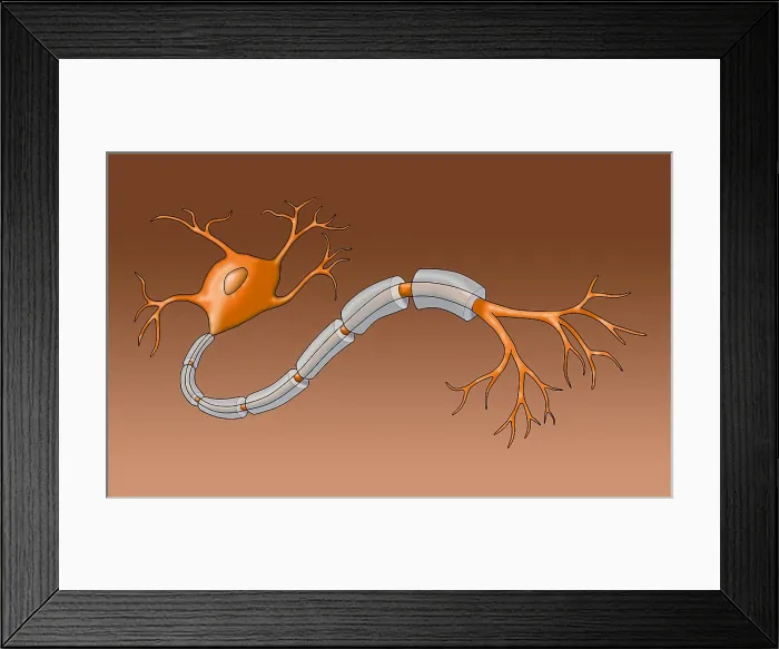 Framed Print : Neuron with Healthy Myelin Sheath Framed Print : Neuron with Healthy Myelin Sheath