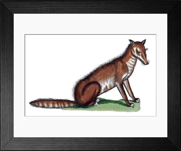 Framed Print : Gessner, Fox, 16th Century