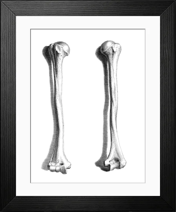 Framed Print : William Cheselden, 'Osteographia', 1733 Framed Print : William Cheselden, 'Osteographia', 1733