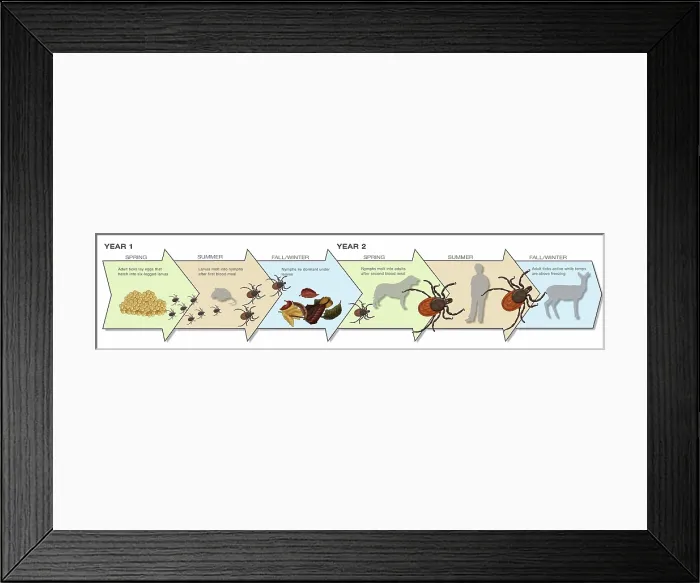 Framed Print : Life Stages of the Black-legged Tick, Illustration Framed Print : Life Stages of the Black-legged Tick, Illustration