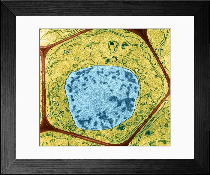 Framed Print : Typical Plant Cell, Root Tip, TEM Framed Print : Typical Plant Cell, Root Tip, TEM