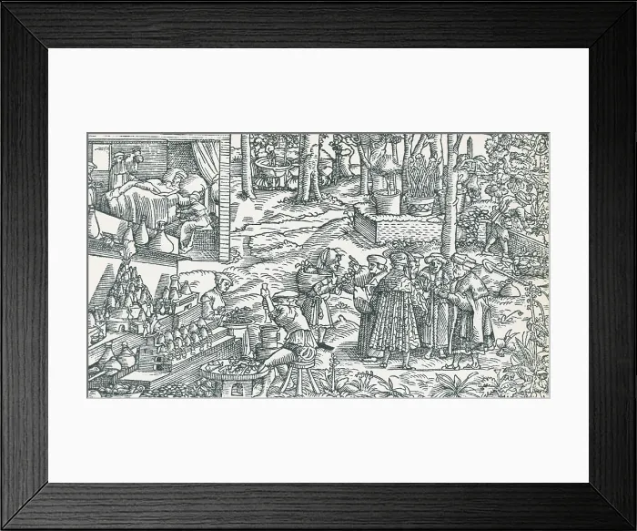 Framed Print : Medical Herb Cultivation, 16th Century Framed Print : Medical Herb Cultivation, 16th Century