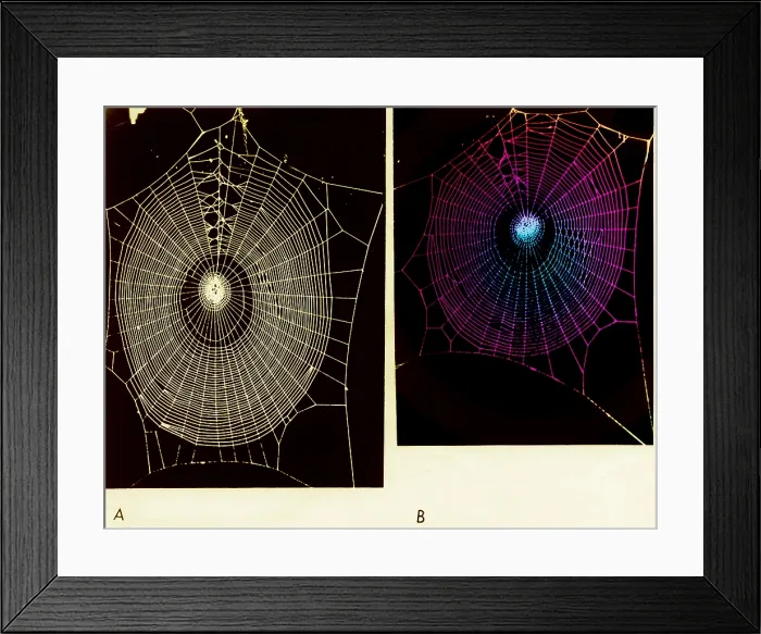 Framed Print : Effect of psilocybin Framed Print : Effect of psilocybin
