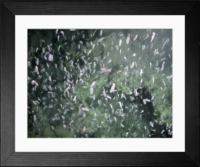 Framed Print : Squat Lobsters at Seamount X