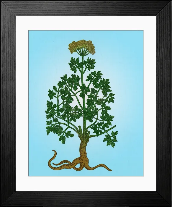 Framed Print : Petroselinum Crispum, Garden Parsley Framed Print : Petroselinum Crispum, Garden Parsley