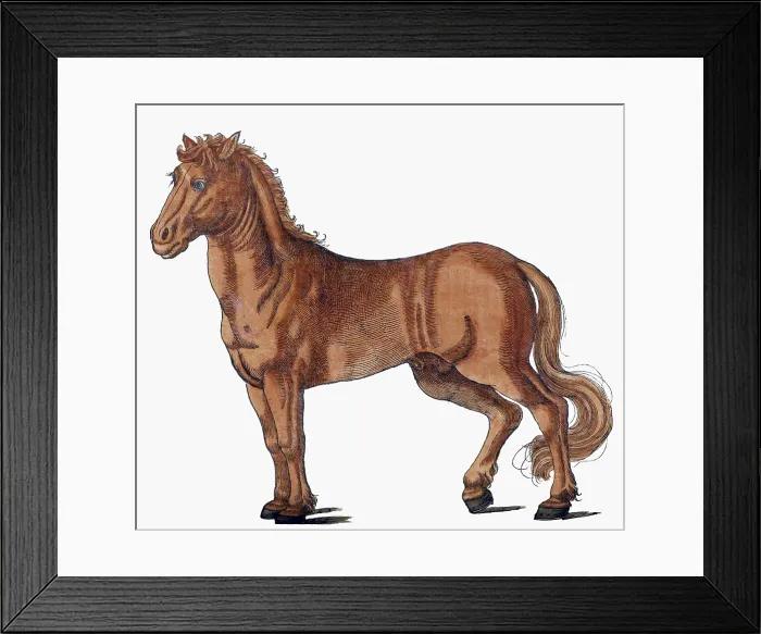 Framed Print : Gessner, Horse, 16th Century Framed Print : Gessner, Horse, 16th Century
