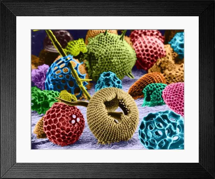 Framed Print : Radiolarians (SEM) Framed Print : Radiolarians (SEM)