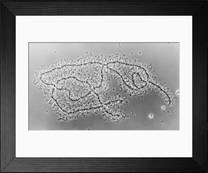 Framed Print : Genetics, Lampbrush Chromosomes, light micrograph Framed Print : Genetics, Lampbrush Chromosomes, light micrograph