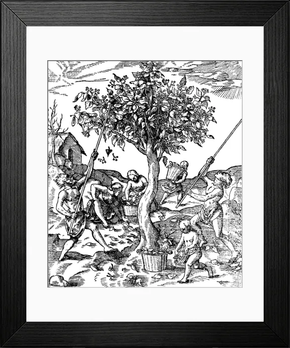 Framed Print : Gathering Pepper In India, 1579