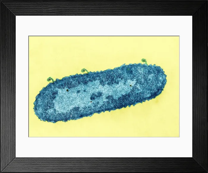 Framed Print : Bacteriophage T-2 Infecting Escherichia coli, TEM Framed Print : Bacteriophage T-2 Infecting Escherichia coli, TEM