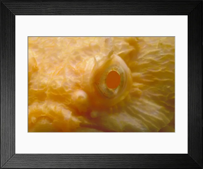 Framed Print : Albino Oyster Toadfish