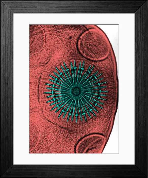 Framed Print : Dog Tapeworm Rostellum (LM) under a microscope Framed Print : Dog Tapeworm Rostellum (LM) under a microscope