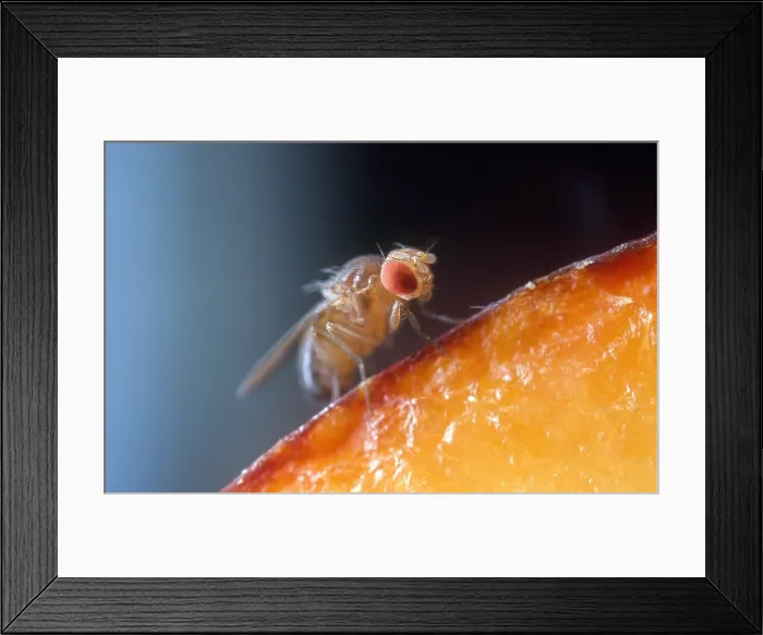 Framed Print : Drosophila on Fruit
