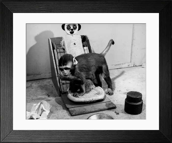 Framed Print : Animal Testing, Maternal Deprivation