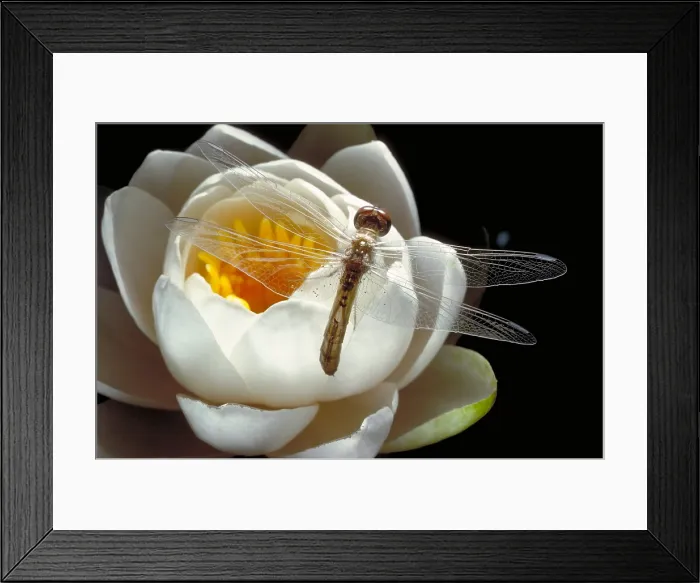 Framed Print : Dragonfly & Water Lily