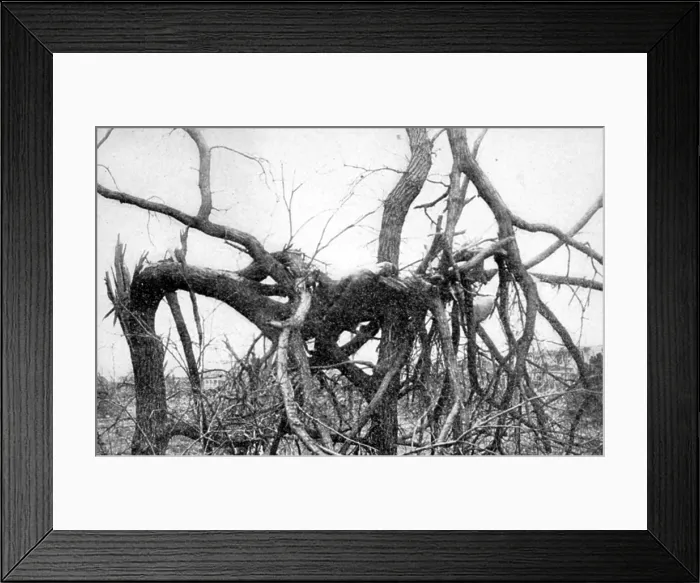 Framed Print : Tornado Victim, 1913 Framed Print : Tornado Victim, 1913