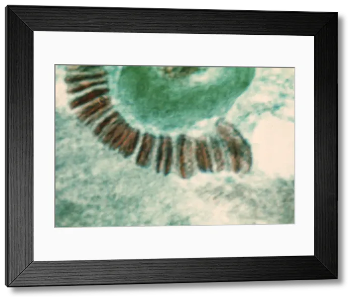 Framed Print : Genetics, Drosophila Chromosome, light micrograph