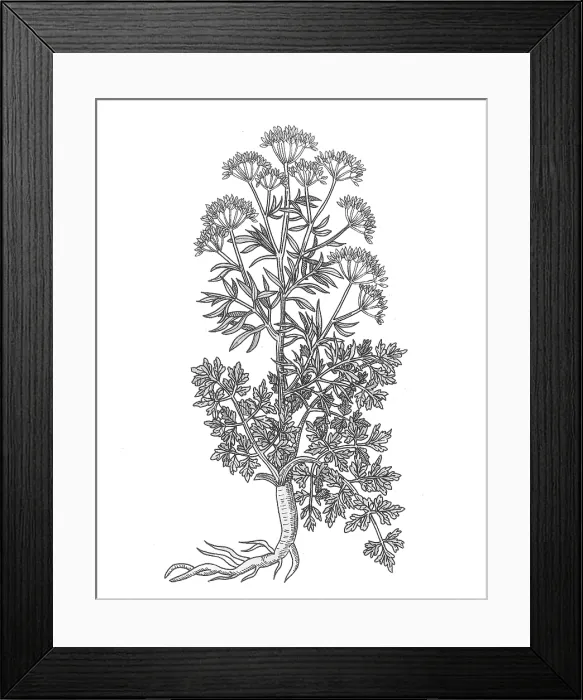 Framed Print : Petroselinum Crispum, Garden Parsley